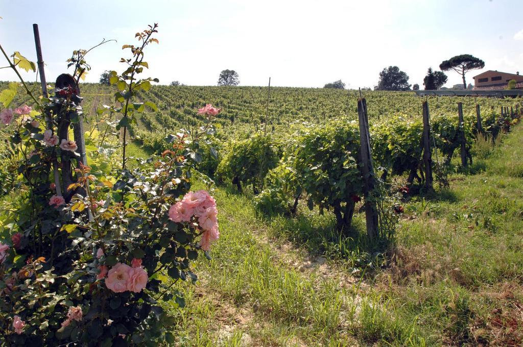 Agriturismo Buon Riposo - Country Resort In The Heart Of Tuscany San Giovanni a Corazzano Buitenkant foto